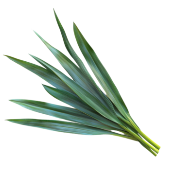 Paandan leaf (Kewda)